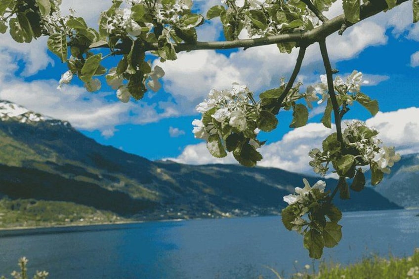 Hardangerfjord 5