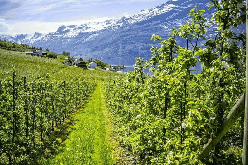 Applegardens in Hardanger 2