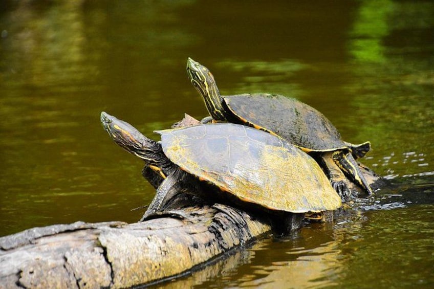 To skildpadder på en træstamme i vandet. 3