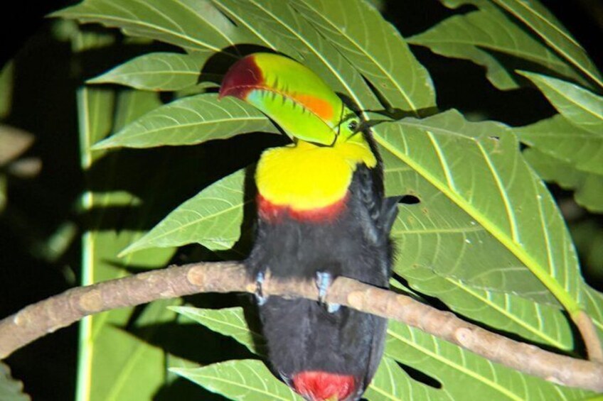 A bird with a yellow and red head perched on a branch. 1