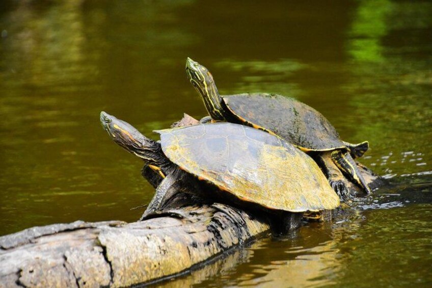 Canoe tour, hiking tour to the jaguar sector and turtle spawning 3