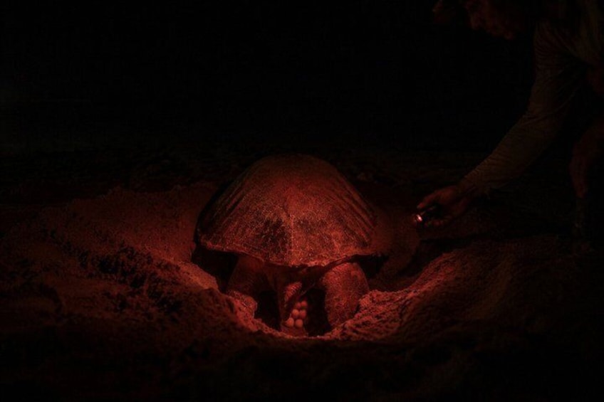 Canoe tour, hiking tour to the jaguar sector and turtle spawning 2