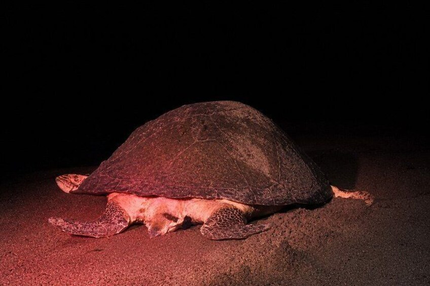 Canoe tour, hiking tour to the jaguar sector and turtle spawning 3