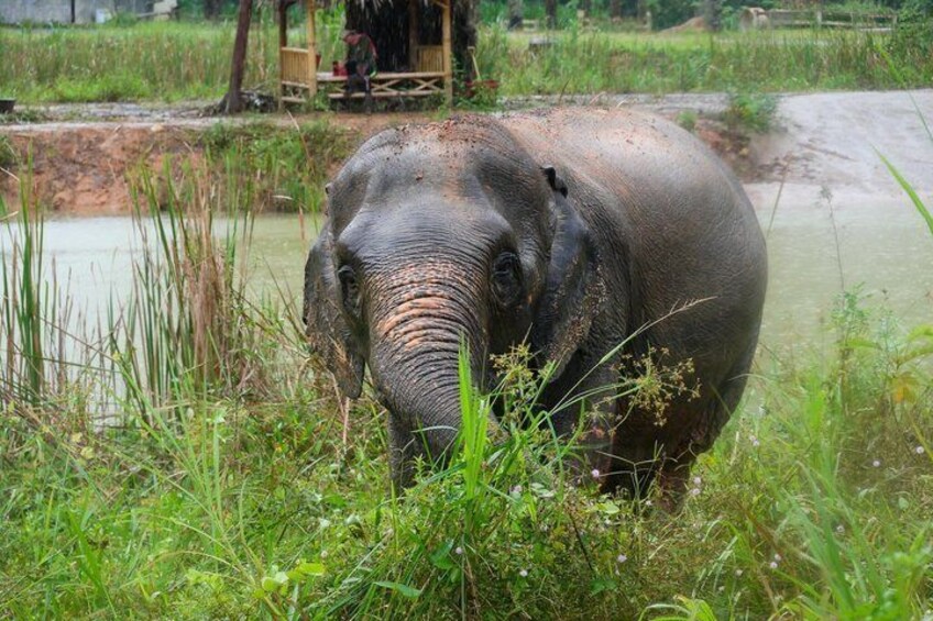 An elephant in a grassy area near a water body. 1