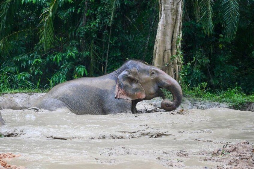 An elephant lying in muddy water with dense green foliage in the background. 4