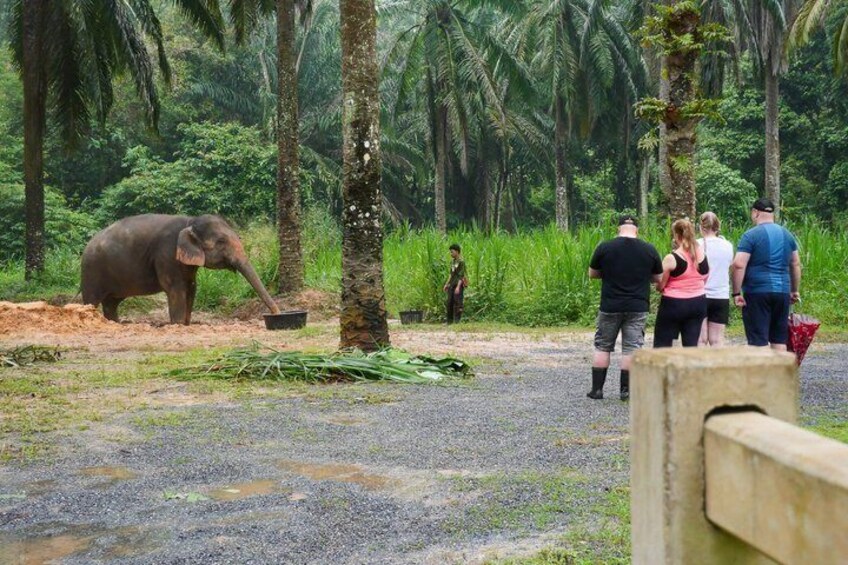 An elephant with a bucket, surrounded by people and palm trees. 5