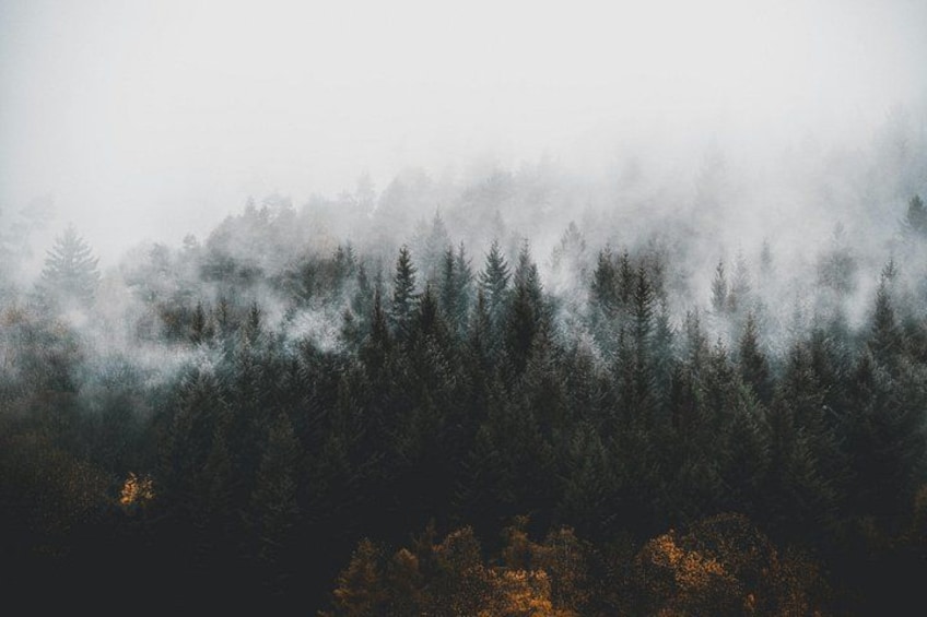 A forest with trees partially obscured by fog. 2