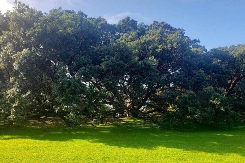 Rose Garden_the largest pōhutukawa tree in Auckland 2