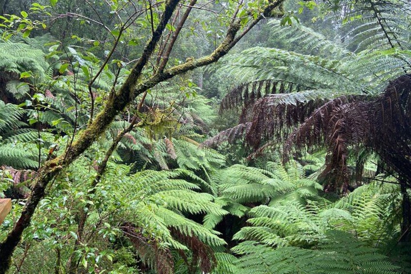 A dense forest with ferns and moss-covered trees. 2