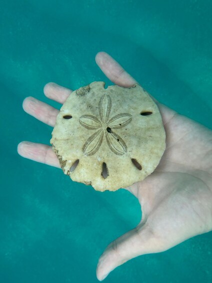 A hand holding a seashell with a star-like pattern. 5