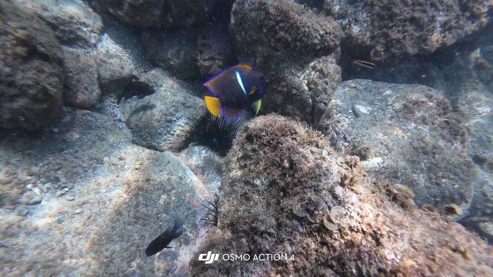 A fish with a blue and yellow body swimming near coral and rocks underwater. 5