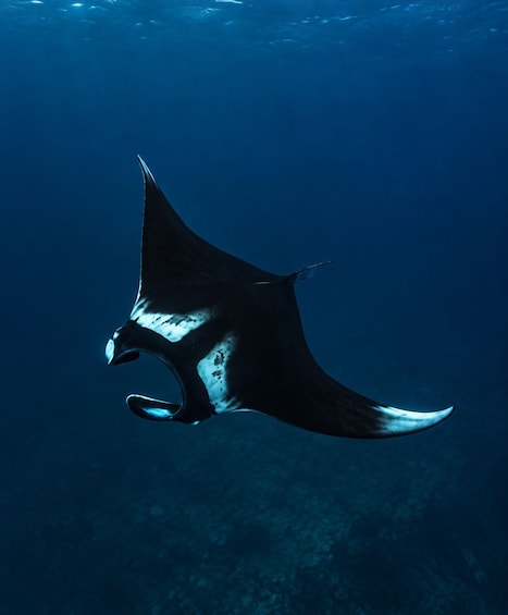 A manta ray swimming underwater. 1