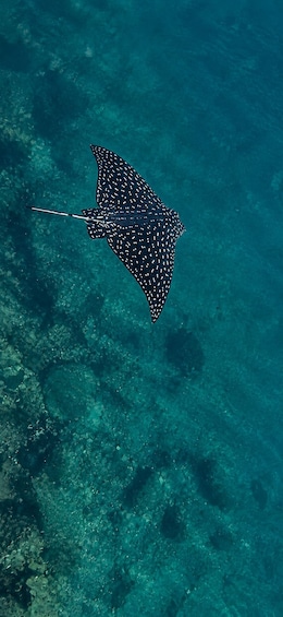 A stingray swimming in clear blue water. 3