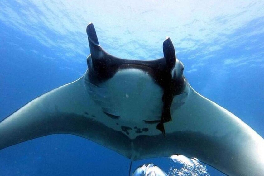 A manta ray swimming underwater with its mouth open. 1