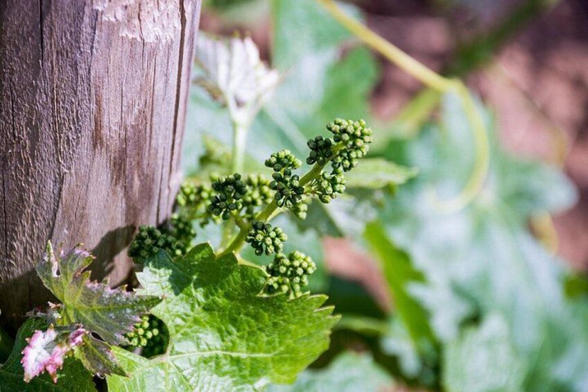 Une plante aux feuilles vertes et aux petites bourgeons verts, sur un fond en bois. 3