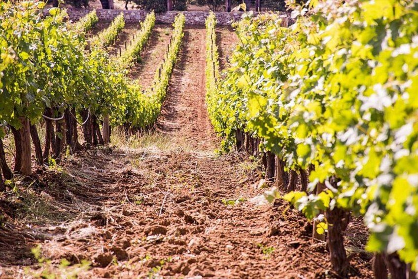 De longues rangées de vignes dans un vignoble. 2
