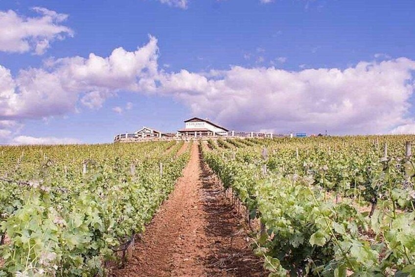 Un vignoble avec des rangées de vignes et un bâtiment en arrière-plan. 1