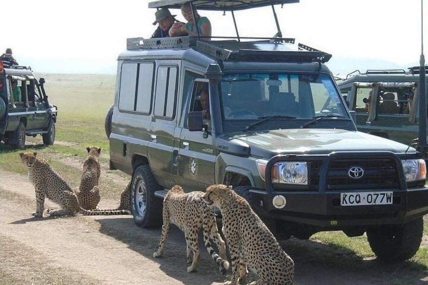 A safari vehicle with cheetahs on a dirt road. 4