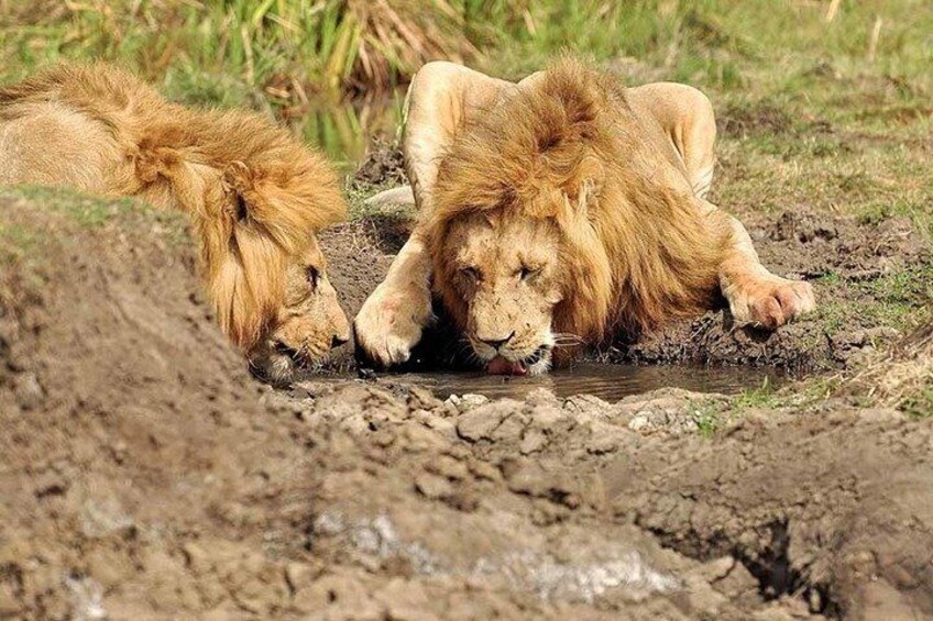 Two lions resting in a muddy area with grass in the background. 2