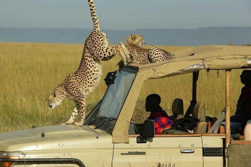 4 Days Masai Mara and Lake Nakuru 4X4 Jeep Camping Safari 4
