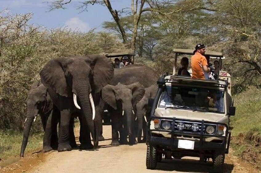 4 Days Masai Mara and Lake Nakuru 4X4 Jeep Camping Safari 5