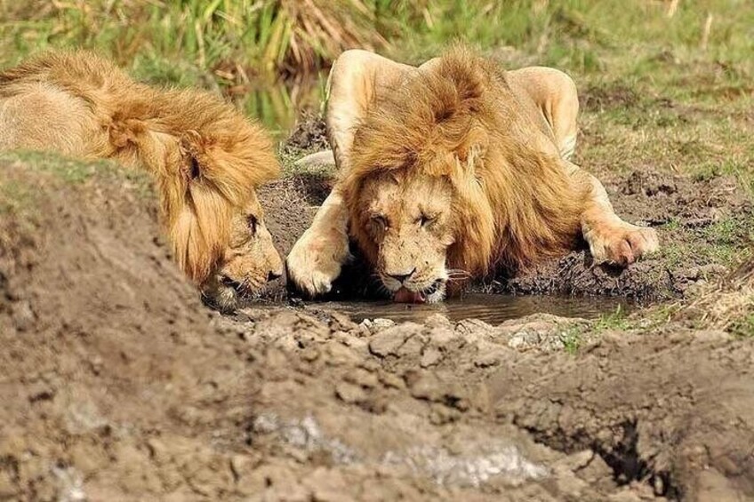 Two lions resting in a muddy area with grass in the background. 3