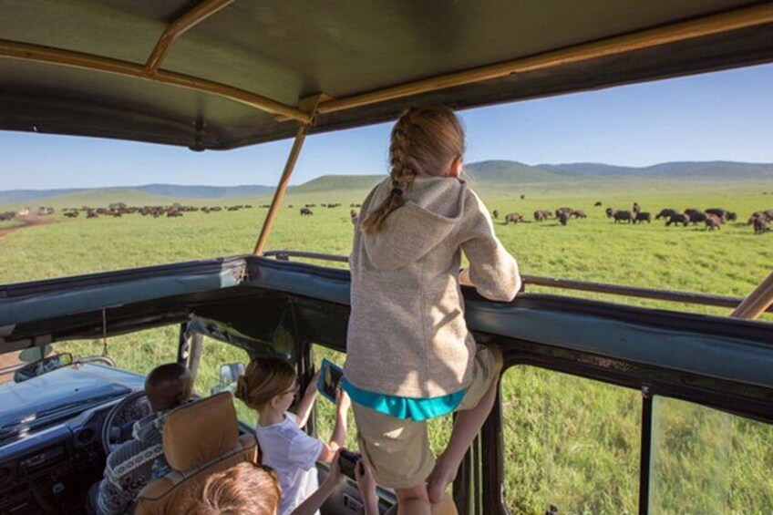 A vehicle interior with a view of a grassy field and animals. 3