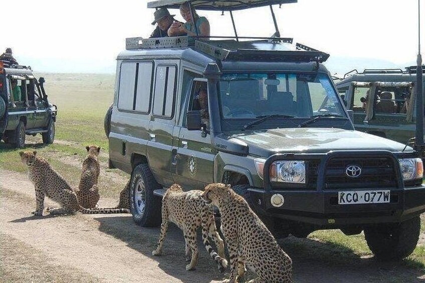 4 Days Masai Mara and Lake Nakuru 4X4 Jeep Camping Safari 5