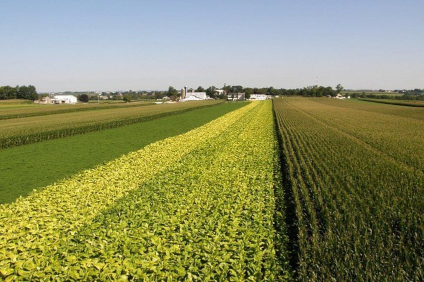A vast agricultural field with rows of crops under a clear sky. 2
