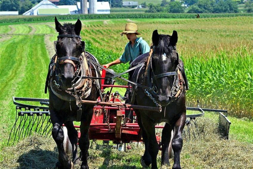 Two horses pulling a red plow in a field with a person standing between them. 1