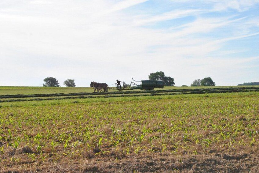 Amish Farmlands Tour 2