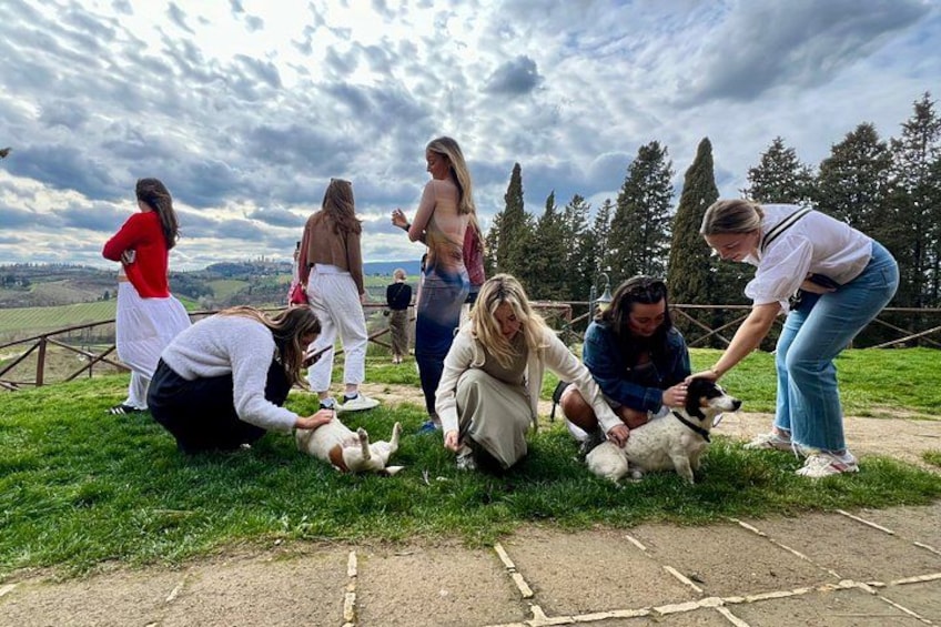 A group of people interacting with dogs on a grassy field with a wooden fence and trees in the background. 5