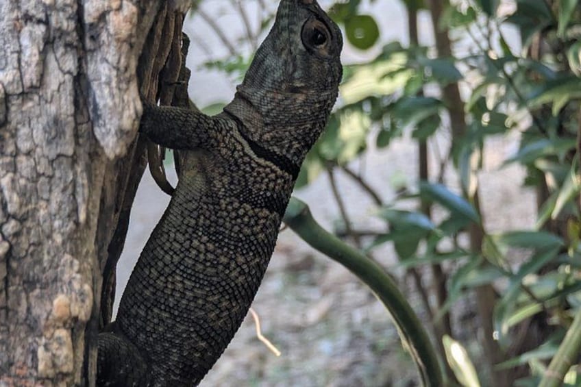A lizard clinging to a tree trunk. 5