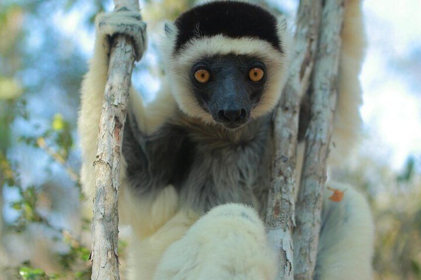 A lemur clinging to tree branches. 5