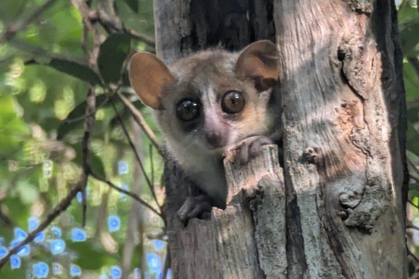 A small mammal clinging to a tree trunk in a forested area. 3