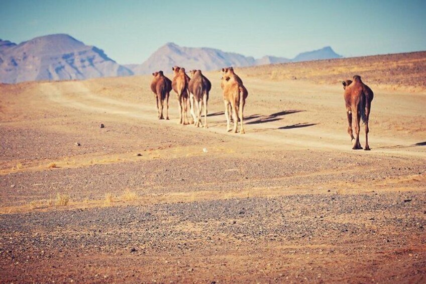 5-Day Morocco Highlights from Casablanca: Fes, Desert & Marrakech 4