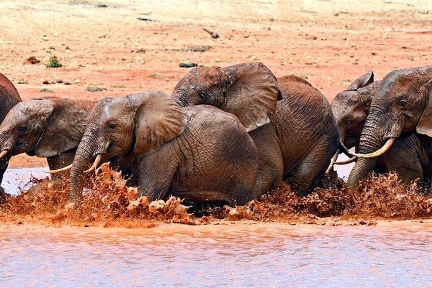A group of elephants wading through a muddy water body. 2