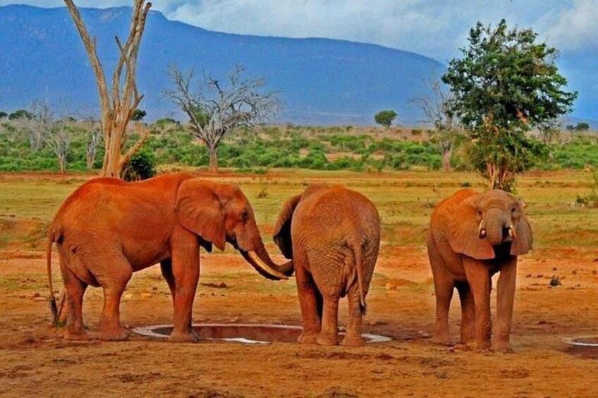 Three elephants in a dry, open landscape with sparse trees and a mountain in the background. 3