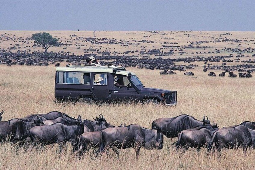 A safari vehicle with passengers observing wildlife in a grassy savannah. 5