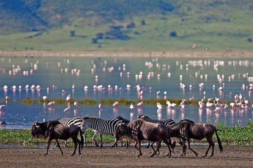 Zebras and wildebeests near a water body with flamingos in the background. 4