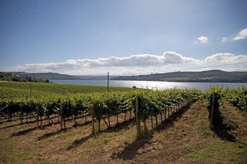 Taste the Wines of Corbara Exploring the Flavors of Umbria 2
