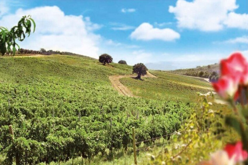 Taste the Wines of Corbara Exploring the Flavors of Umbria 4