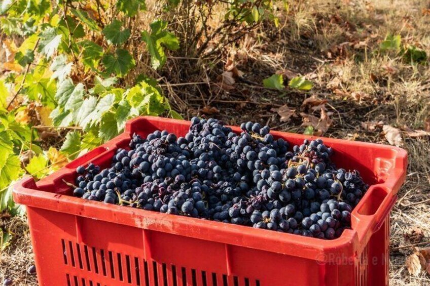 Taste the Wines of Corbara Exploring the Flavors of Umbria 5