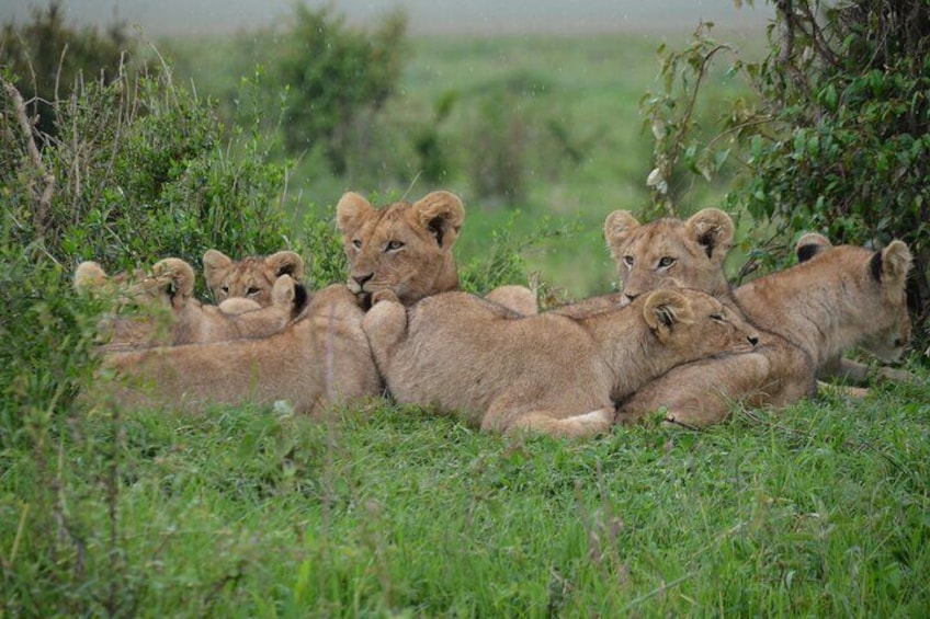 6 Days 5 Nights Budget Group Safari Experience 1