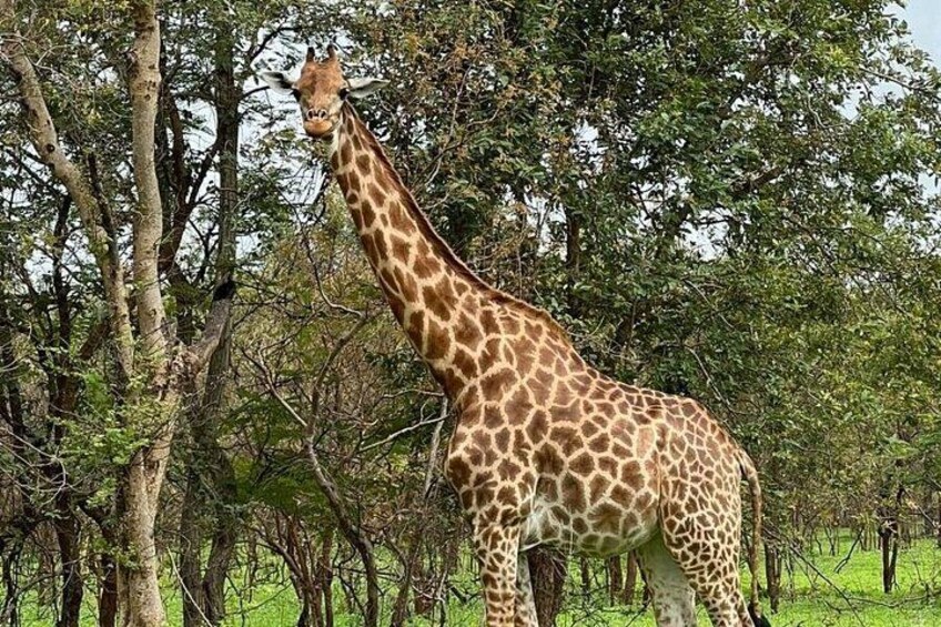 Safari at Fathala Wildlife Reserve 1