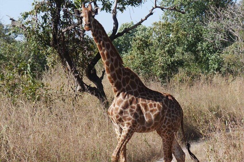 A giraffe standing in a grassy area with trees in the background. 2