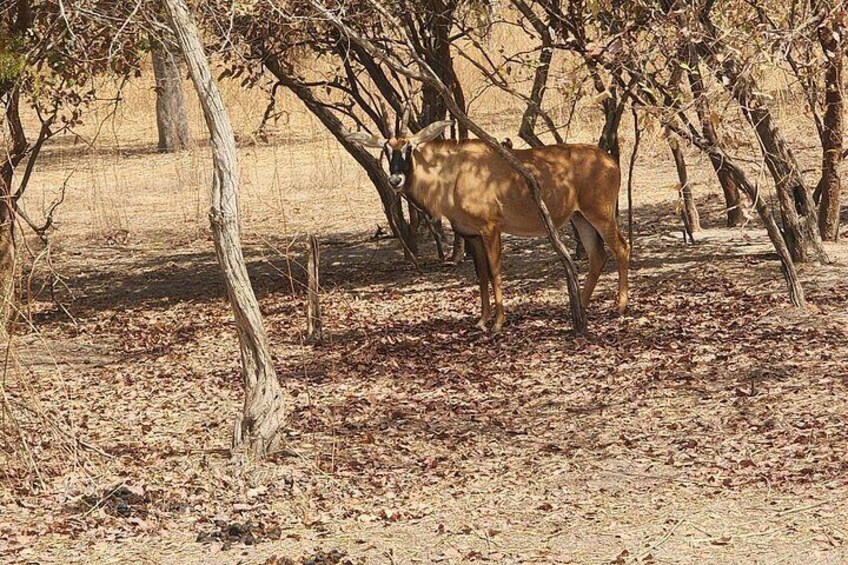 A deer in a dry, leaf-covered landscape with sparse trees. 4
