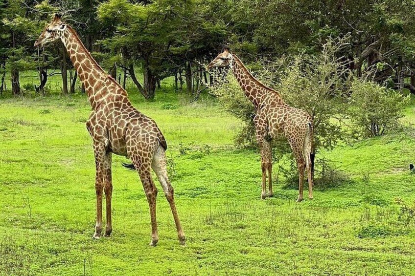 Two giraffes in a grassy field with trees in the background. 5