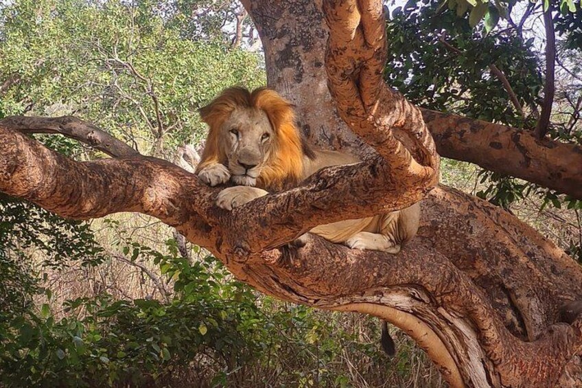 Lion walk 4