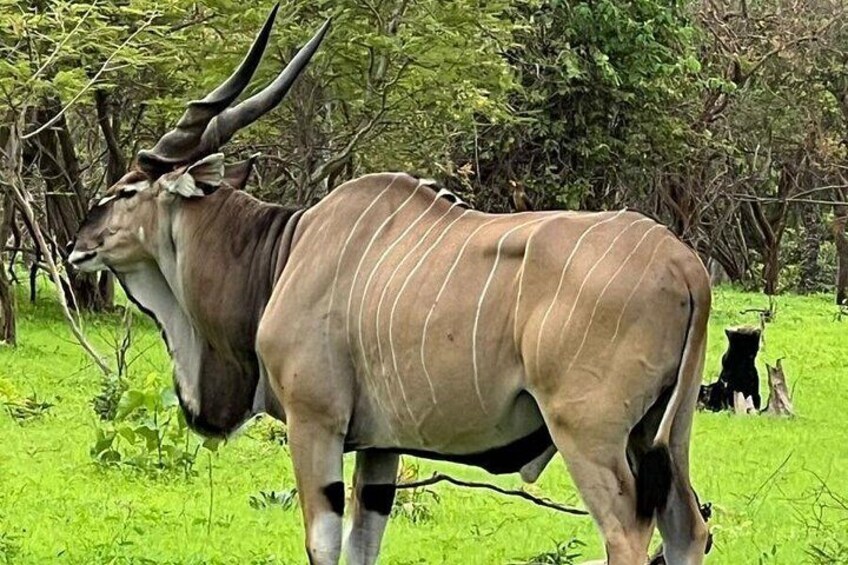 A large antelope with long horns in a grassy field with trees in the background. 3